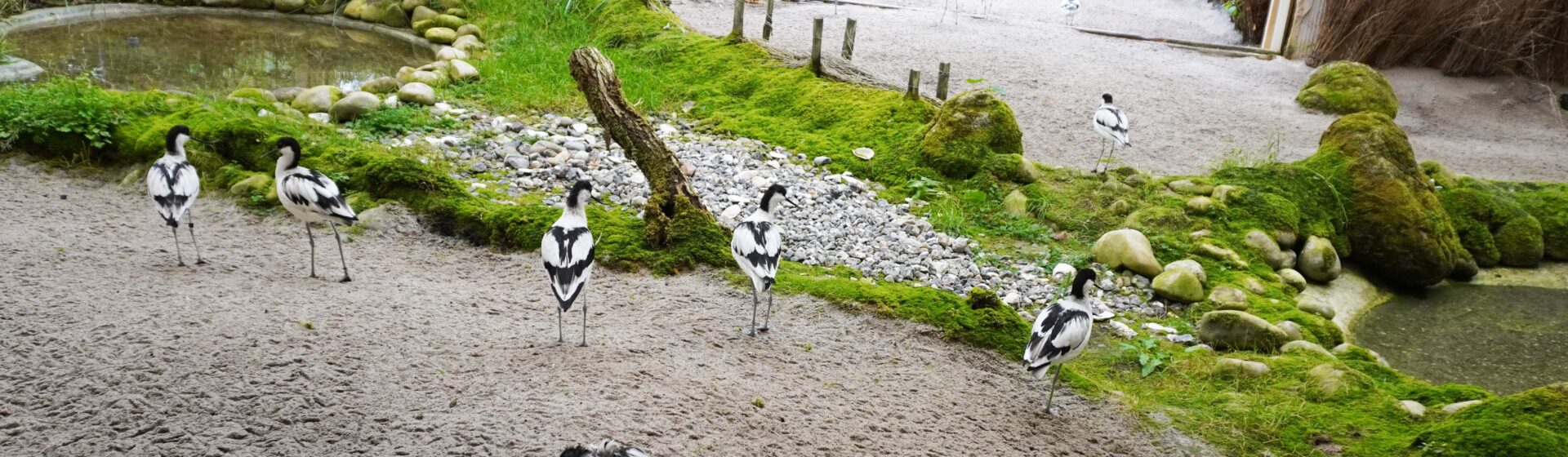 Bürgerstiftung Darmstadt ermöglicht neues „Fenster ins Wattenmeer“ im Zoo Vivarium